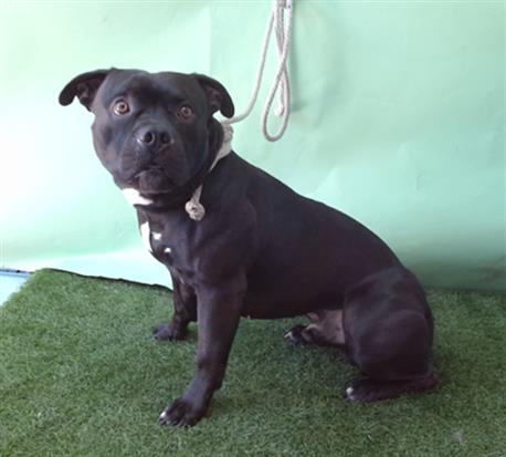 PAPAS, Adoptable, Young Male Staffordshire Bull Terrier.