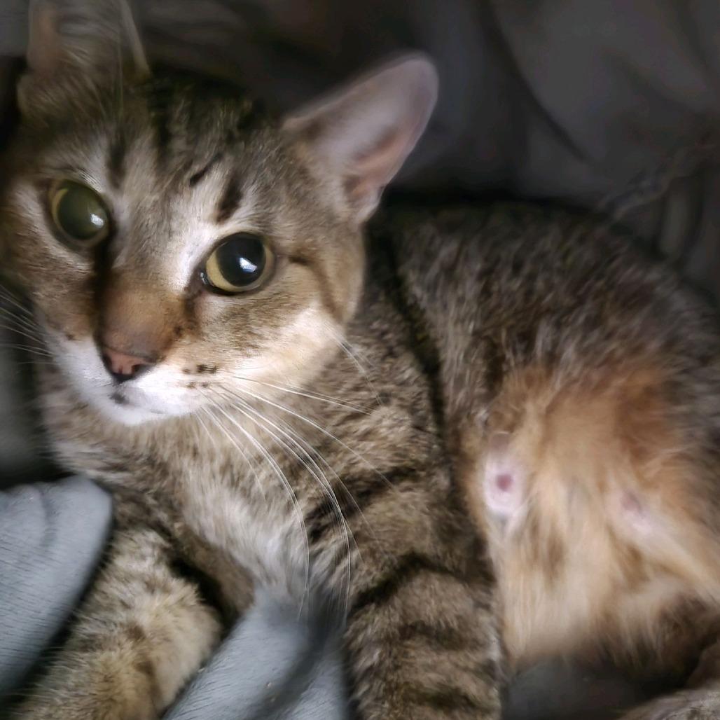 Noodle, Adoptable, Adult Female Domestic Short Hair.