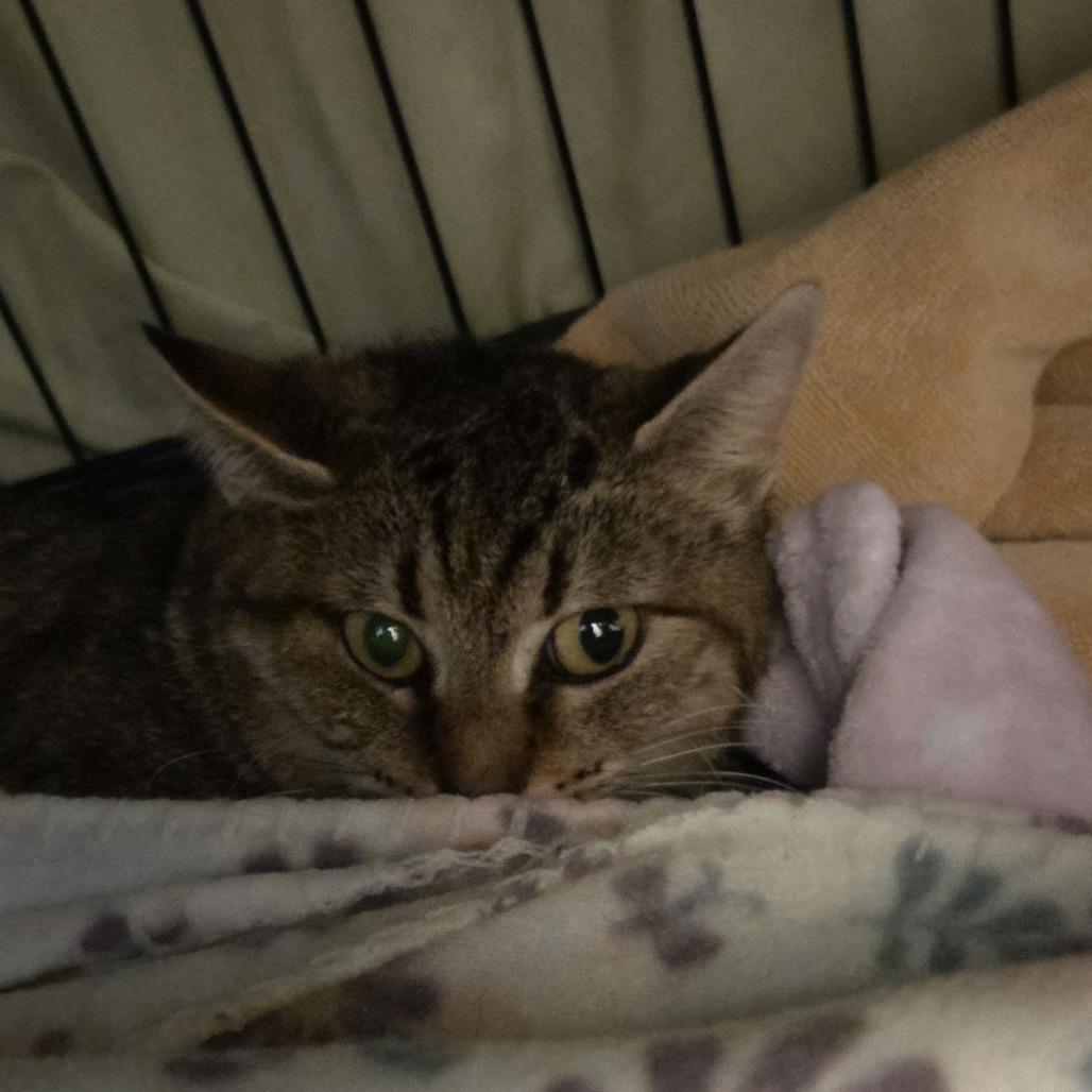 Enlarge Noodle, a Adoptable Domestic Short Hair in Branson, MO image 2/4