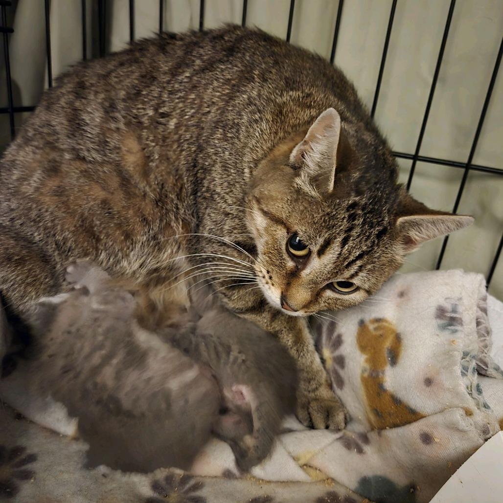 Enlarge Noodle, a Adoptable Domestic Short Hair in Branson, MO image 3/4