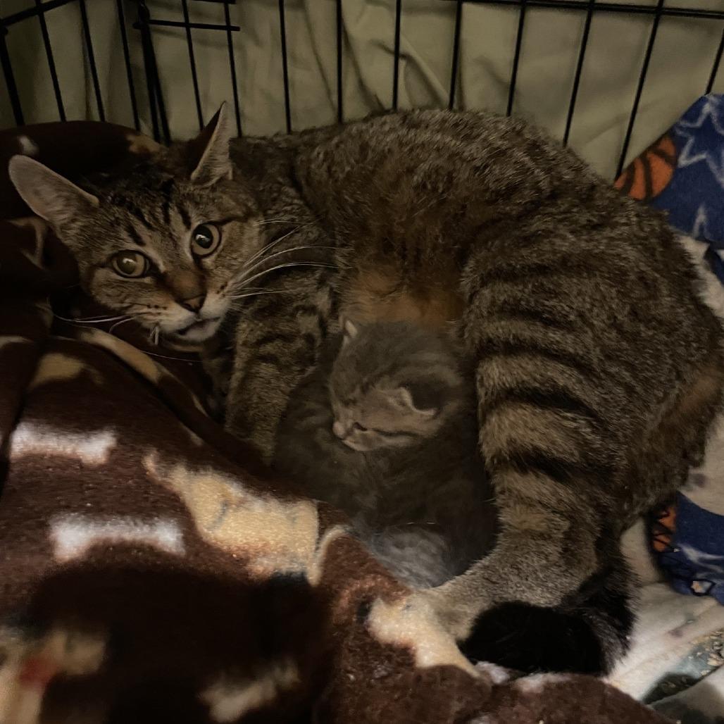 Enlarge Noodle, a Adoptable Domestic Short Hair in Branson, MO image 4/4