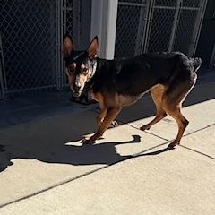 Enlarge Heidi, a ADOPTABLE mixed breed in Columbus, MS image 1/3