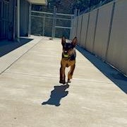 Enlarge Heidi, a ADOPTABLE mixed breed in Columbus, MS image 3/3