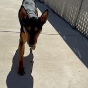 Enlarge Heidi, a ADOPTABLE mixed breed in Columbus, MS image 2/3