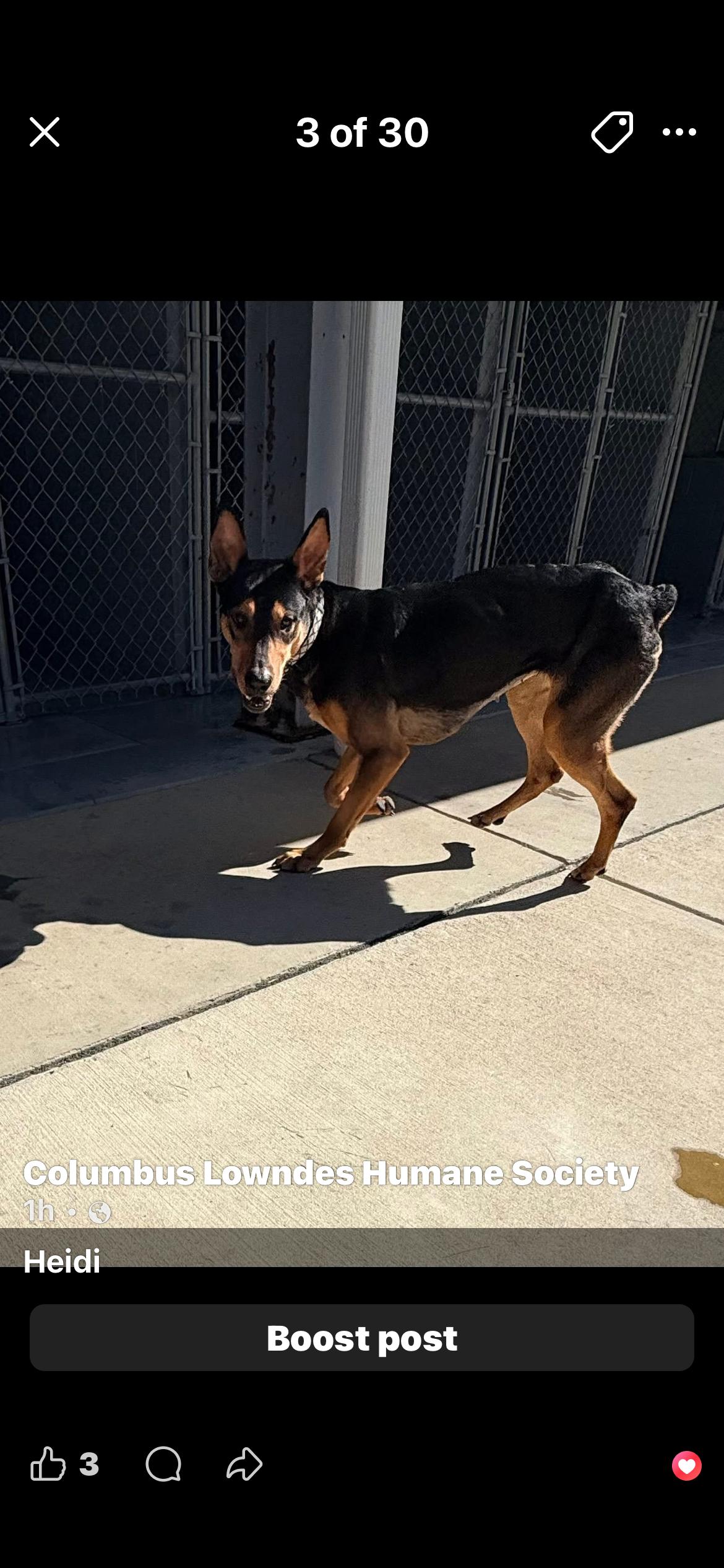 Enlarge Heidi, a ADOPTABLE American Eskimo Dog in Columbus, MS image 1/1