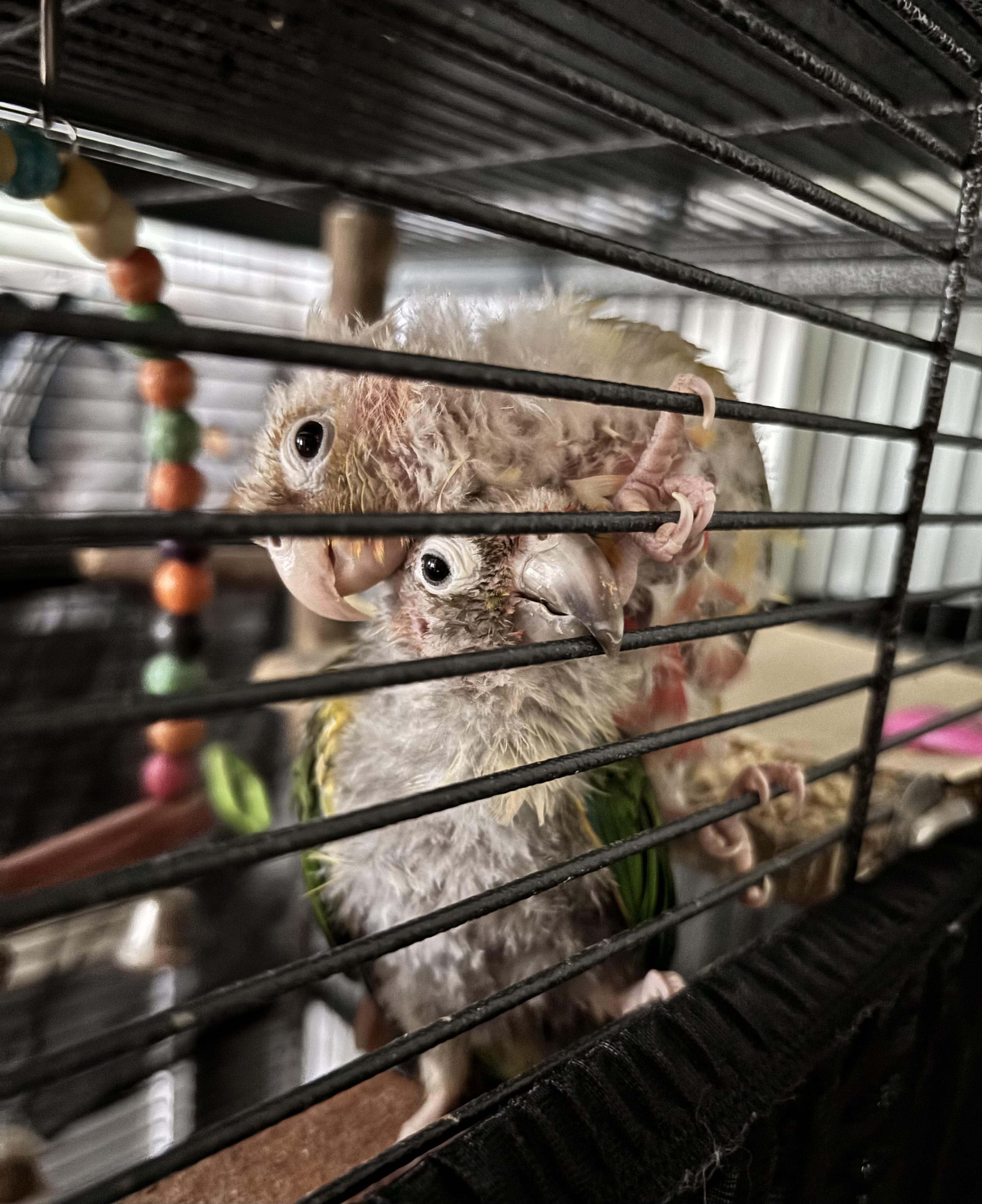 Enlarge Apple and Kiwi, a Adoptable Conure in North Babylon, NY image 1/2