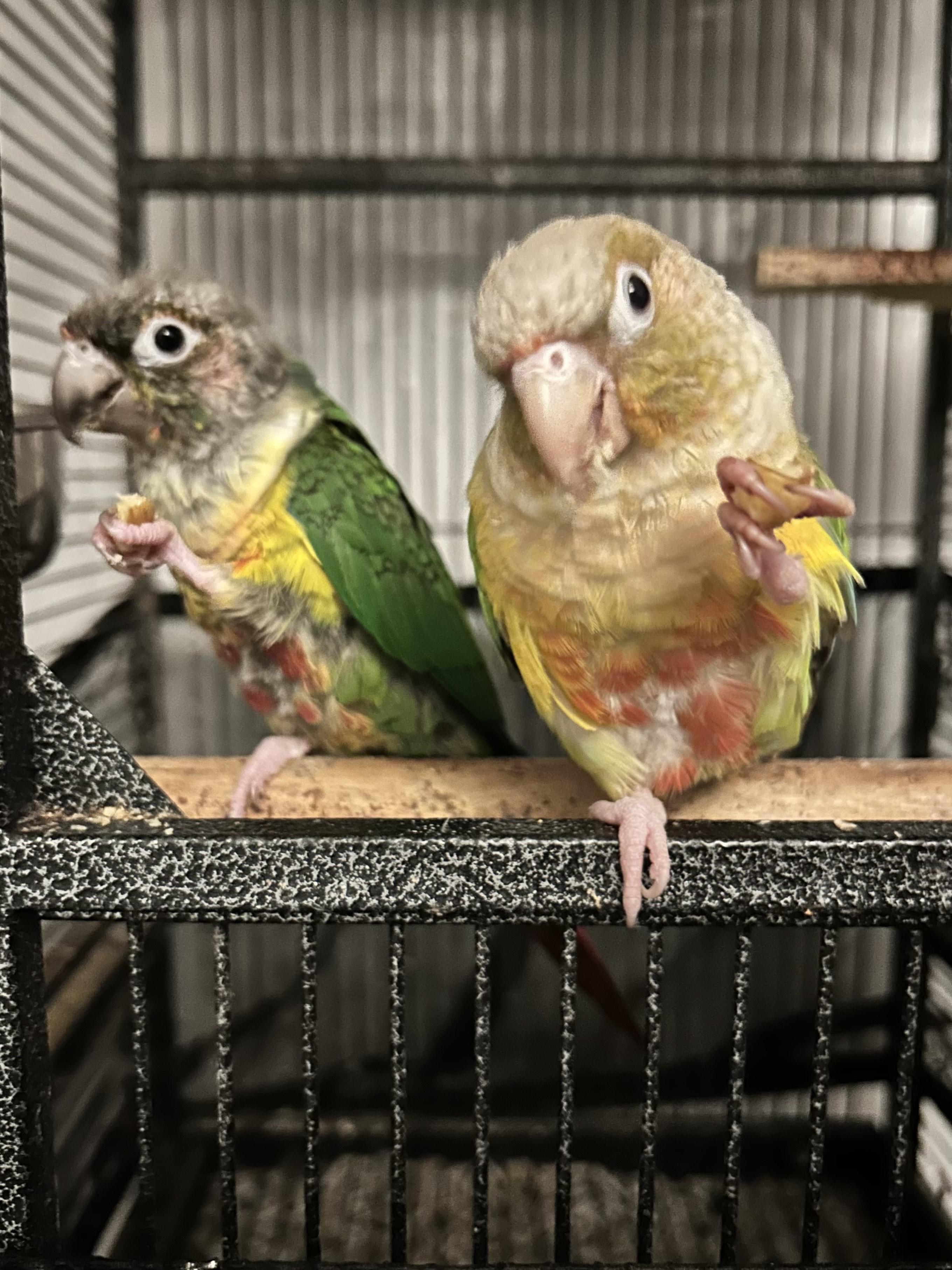 Enlarge Apple and Kiwi, a Adoptable Conure in North Babylon, NY image 2/2
