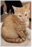 Max, Adoptable, Kitten Male Domestic Short Hair & Domestic Short Hair.