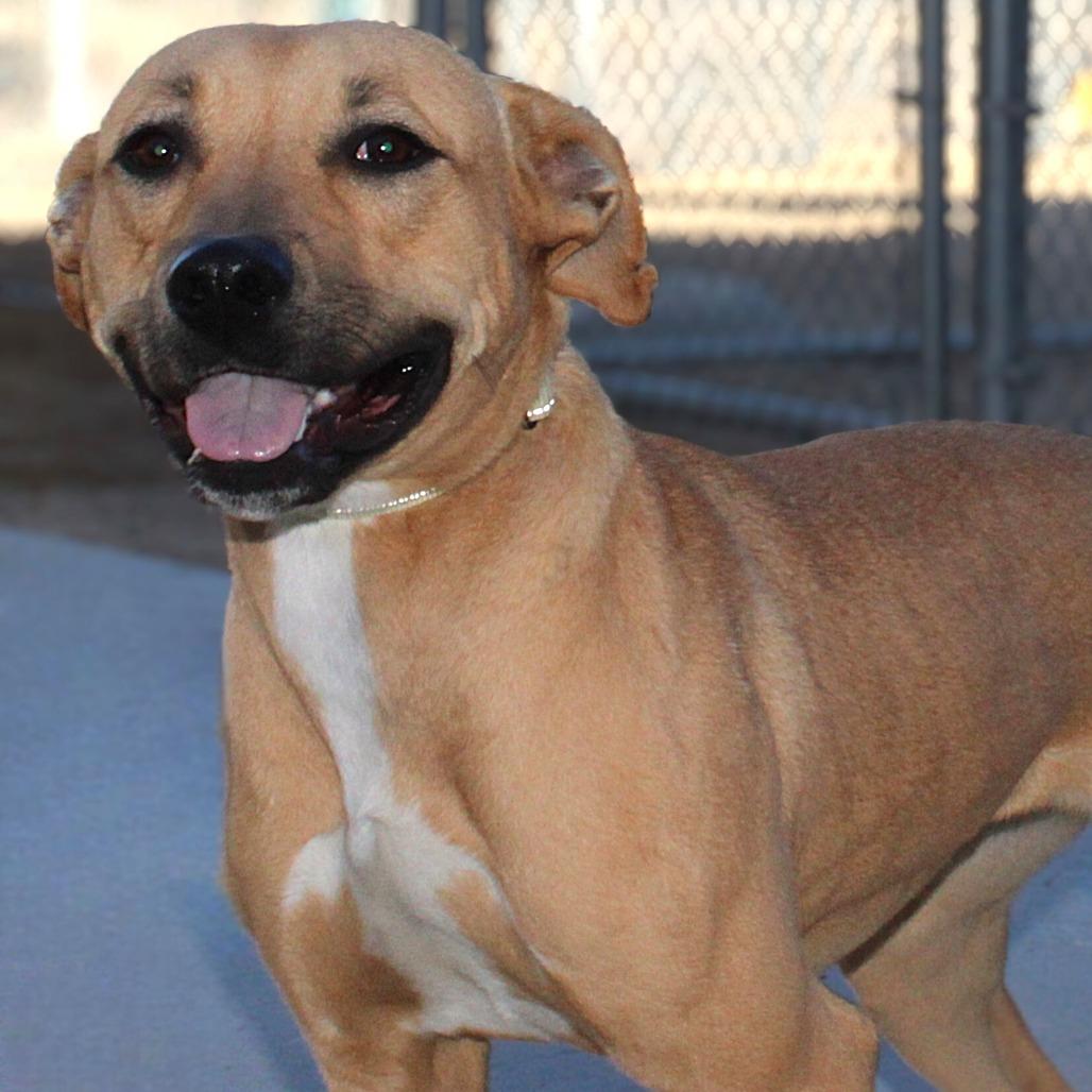 Enlarge Neyla, a Adoptable Mixed Breed in Las Cruces, NM image 1/5