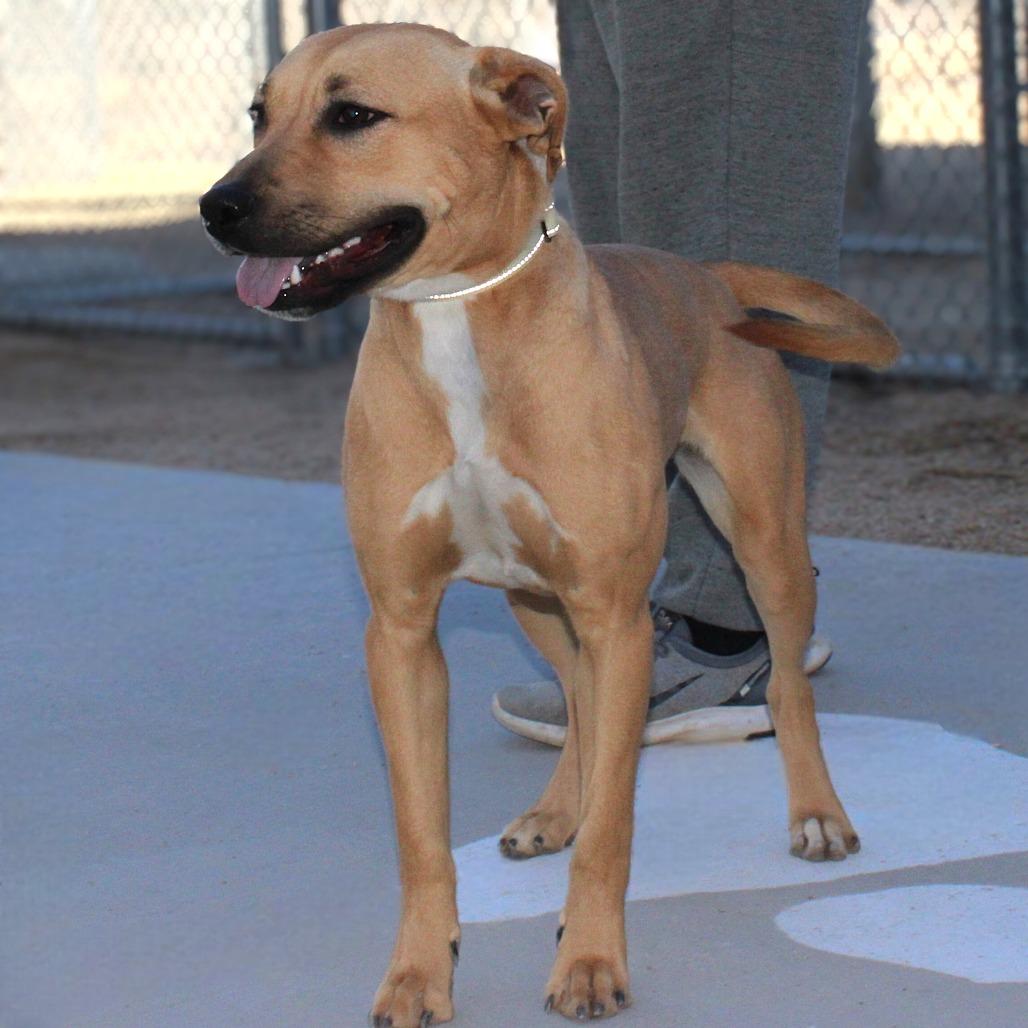 Enlarge Neyla, a Adoptable Mixed Breed in Las Cruces, NM image 2/5