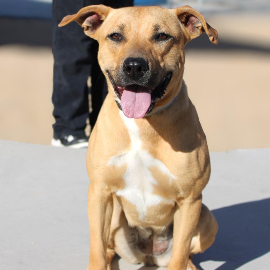 Enlarge Neyla, a Adoptable Mixed Breed in Las Cruces, NM image 3/5