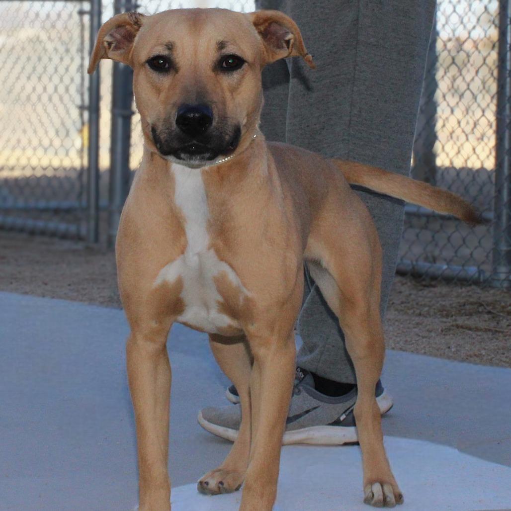 Enlarge Neyla, a Adoptable Mixed Breed in Las Cruces, NM image 4/5