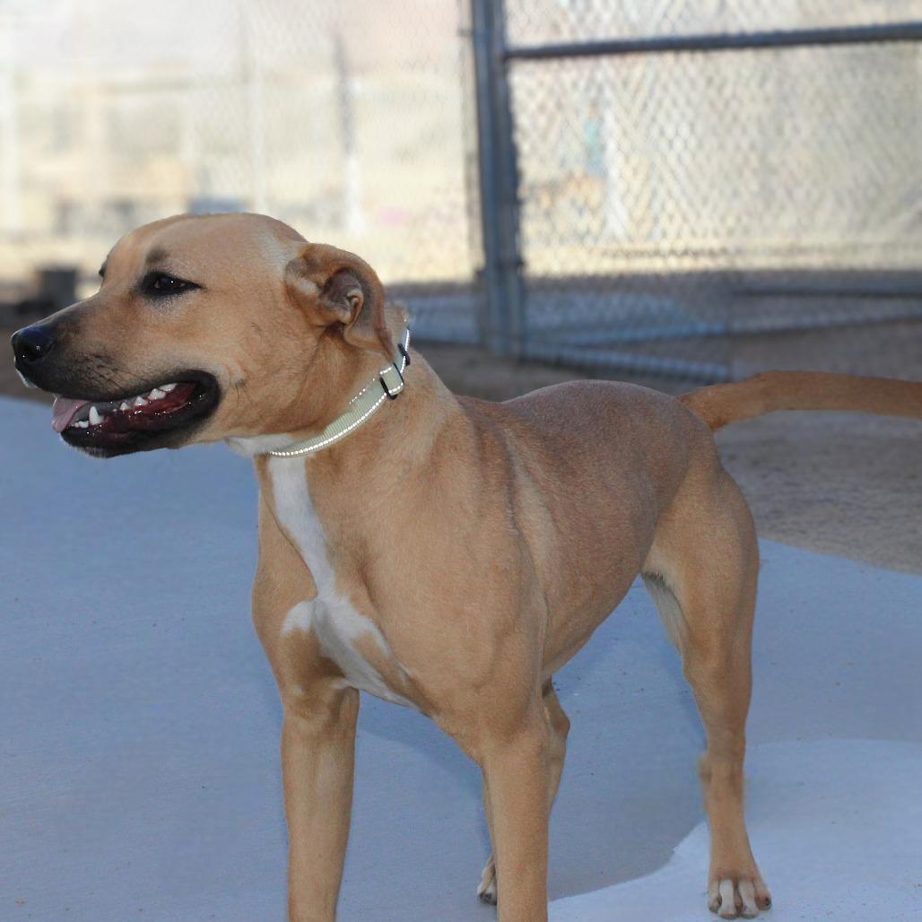 Enlarge Neyla, a Adoptable Mixed Breed in Las Cruces, NM image 5/5