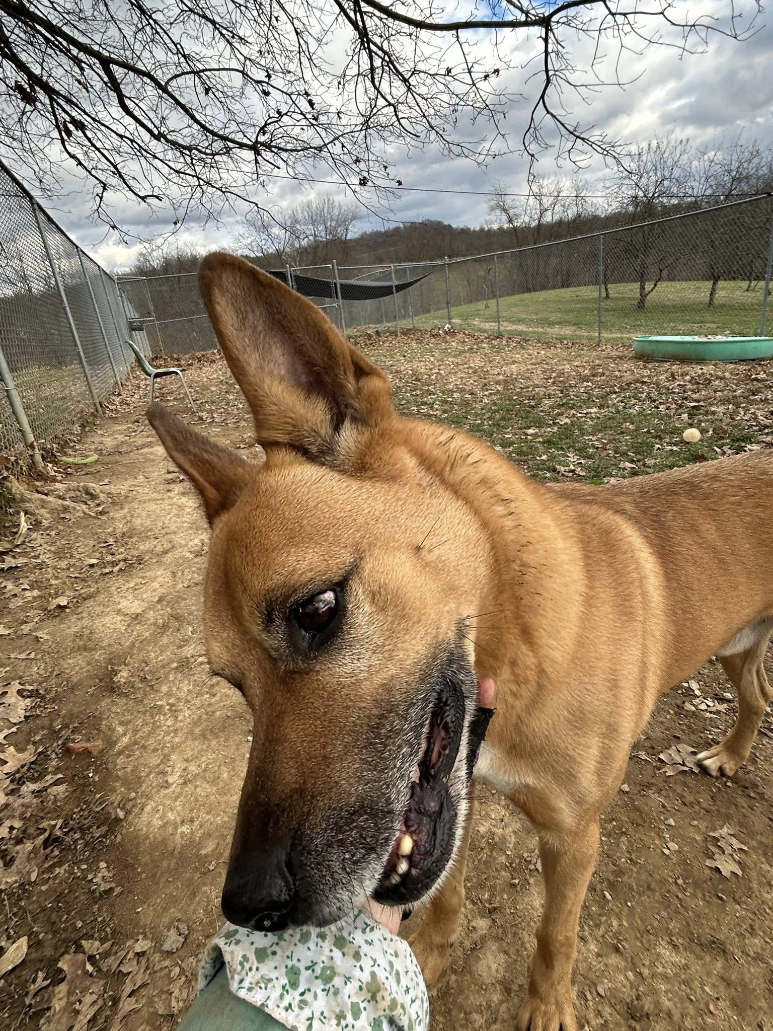 Enlarge Robert (Neutered), a Adoptable mixed breed in Marietta, OH image 2/6