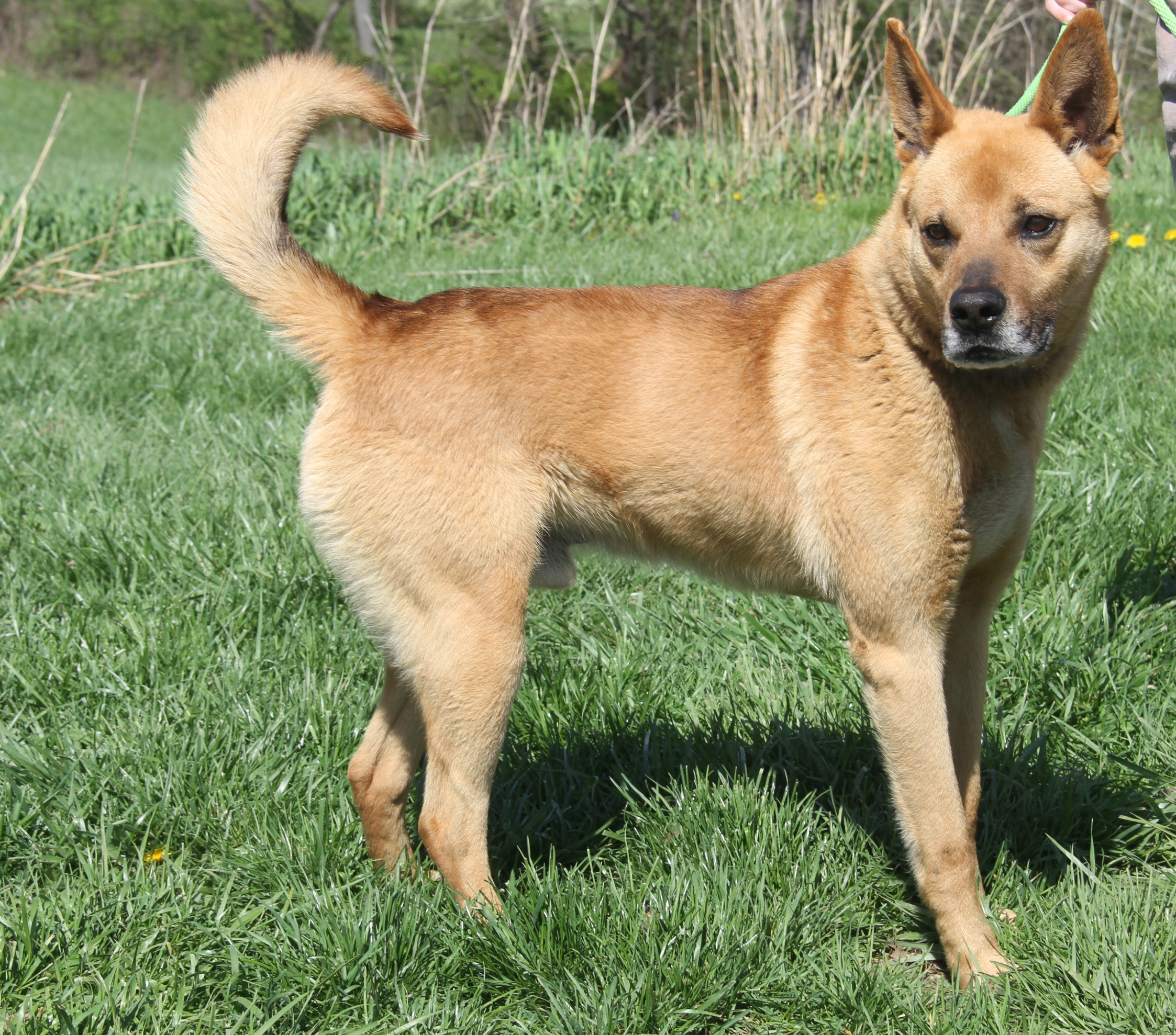 Robert (Neutered), Adoptable, Adult Male Shepherd.