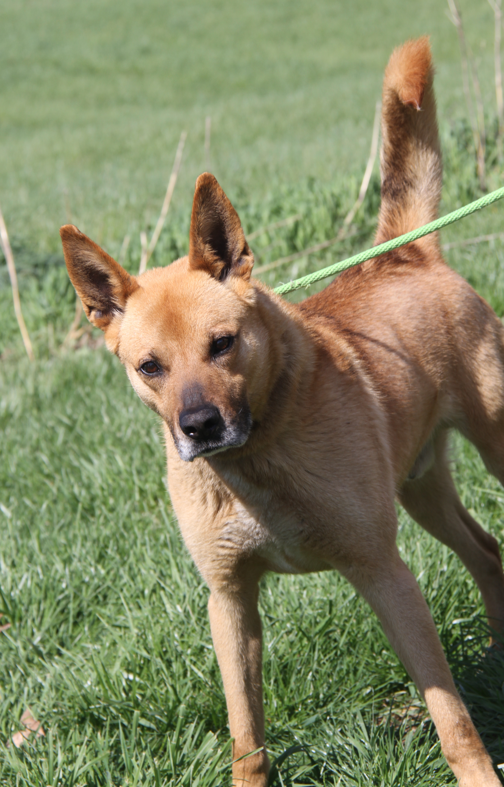 Enlarge Robert (Neutered), a Adoptable mixed breed in Marietta, OH image 2/6