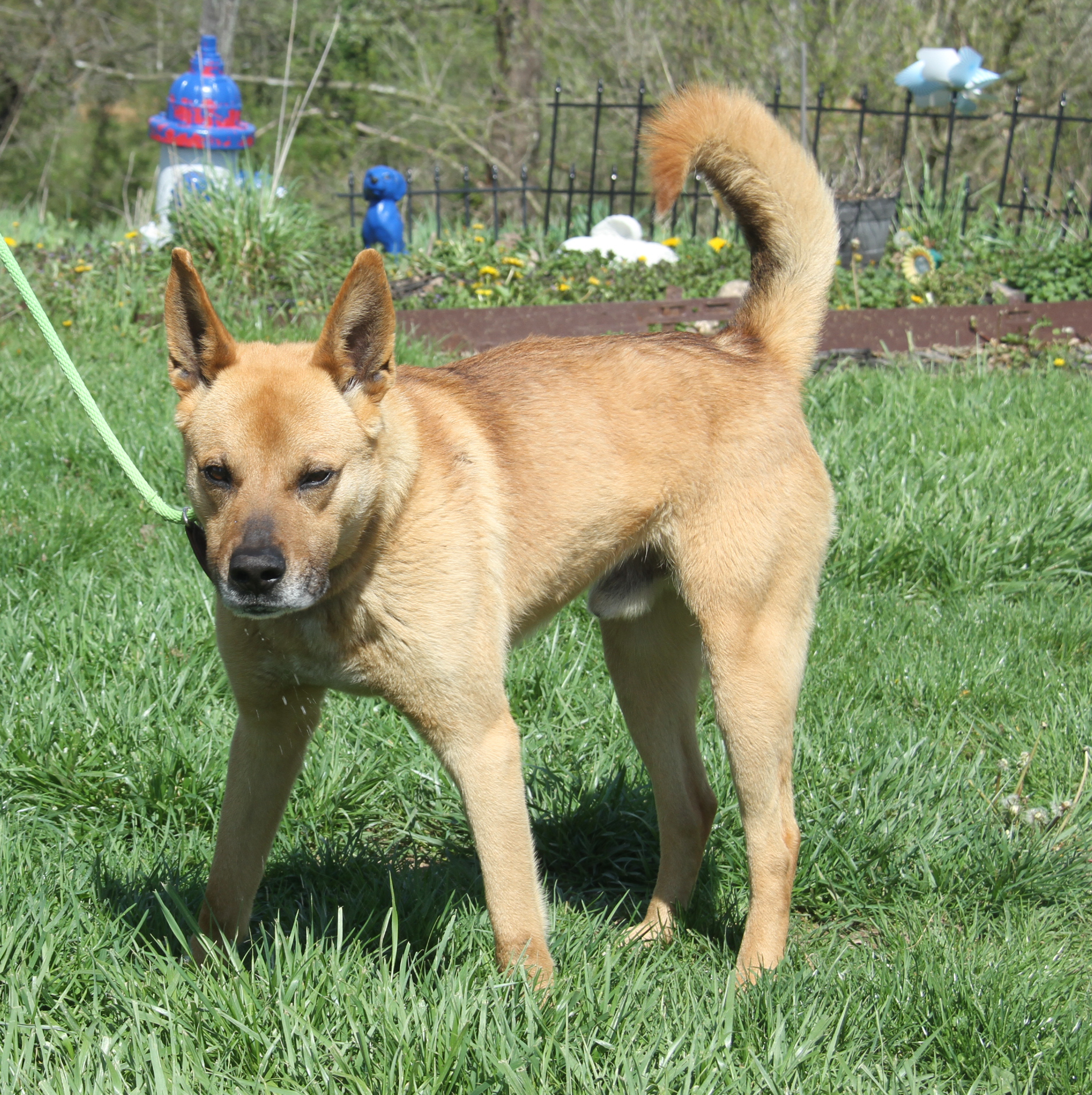 Enlarge Robert (Neutered), a Adoptable mixed breed in Marietta, OH image 3/6