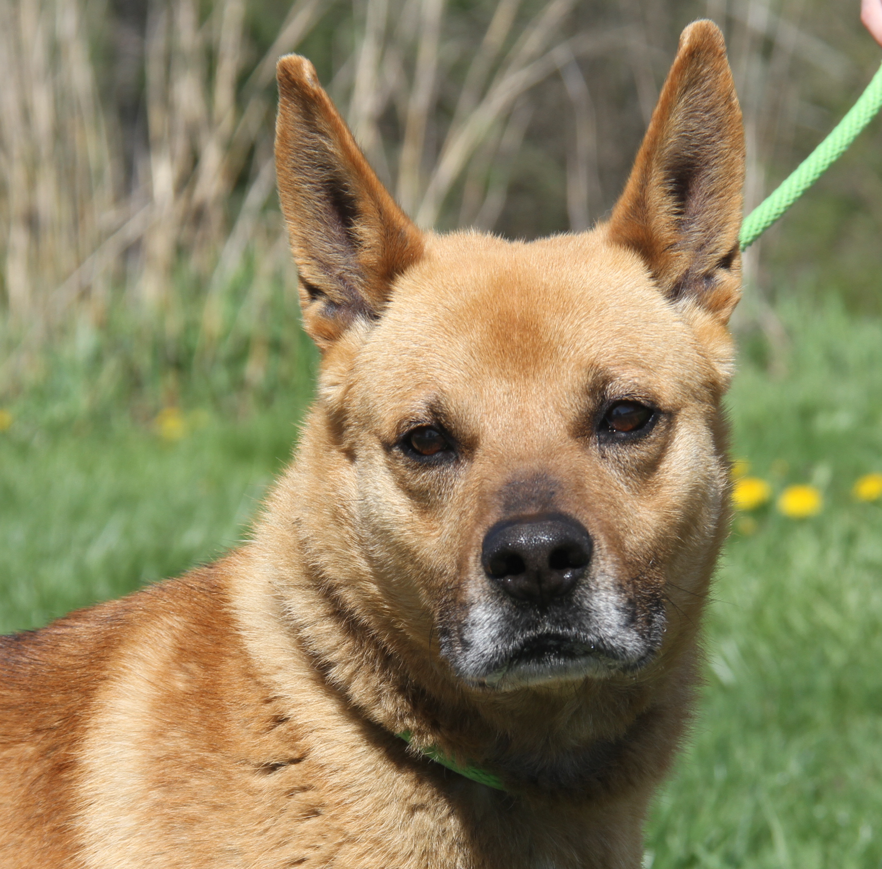 Enlarge Robert (Neutered), a Adoptable mixed breed in Marietta, OH image 4/6