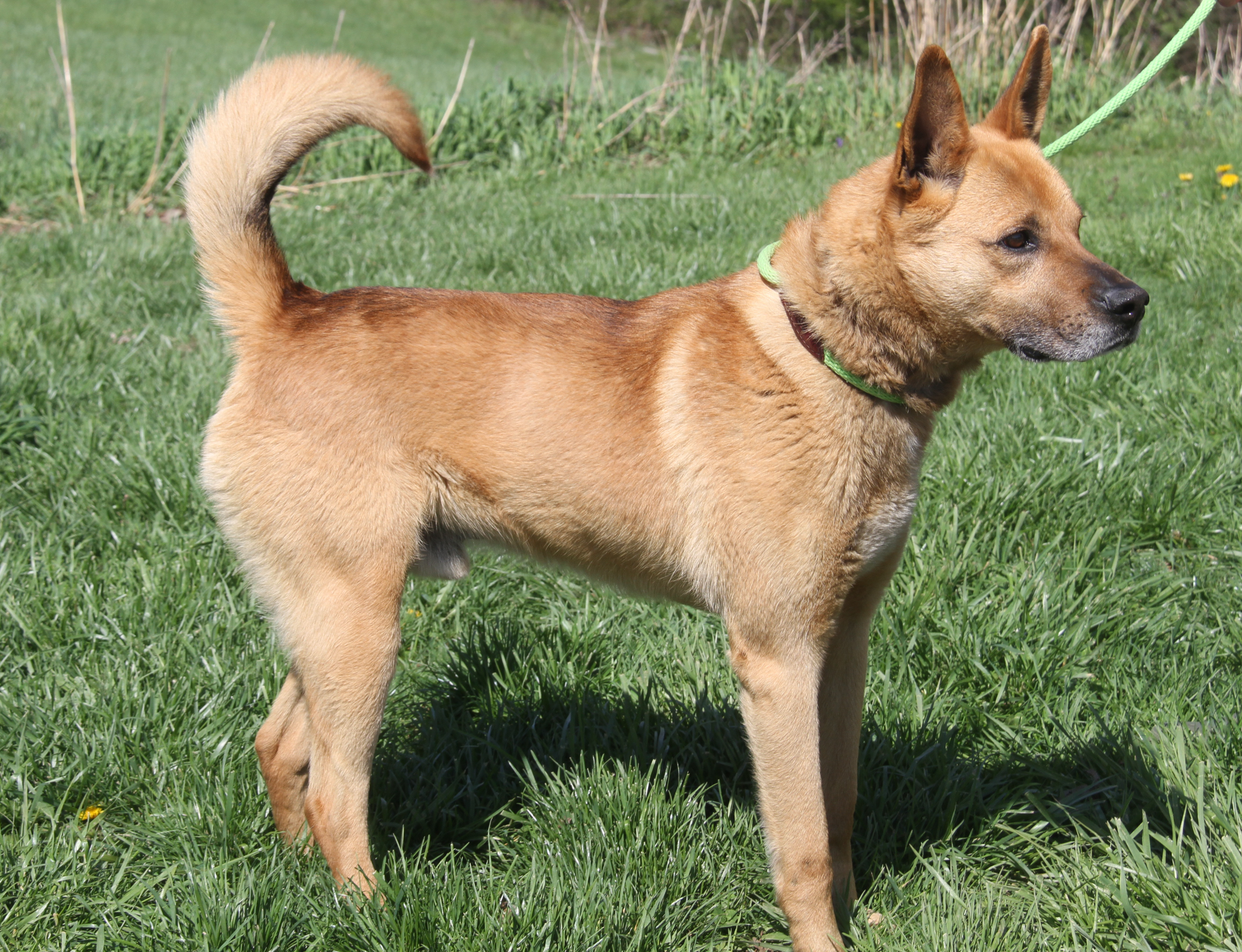Enlarge Robert (Neutered), a Adoptable mixed breed in Marietta, OH image 5/6