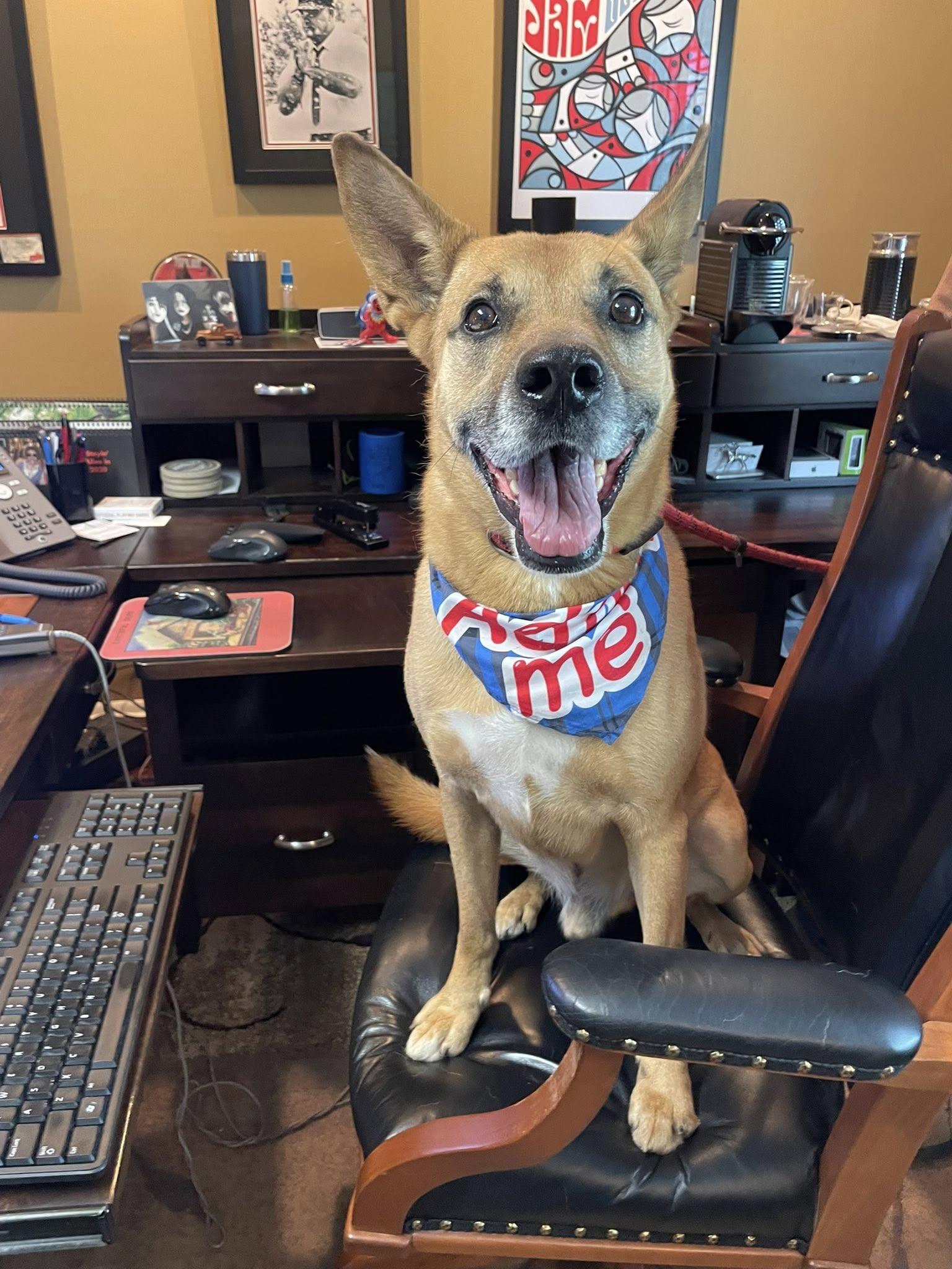 Robert (Neutered), Adoptable, Adult Male Shepherd.