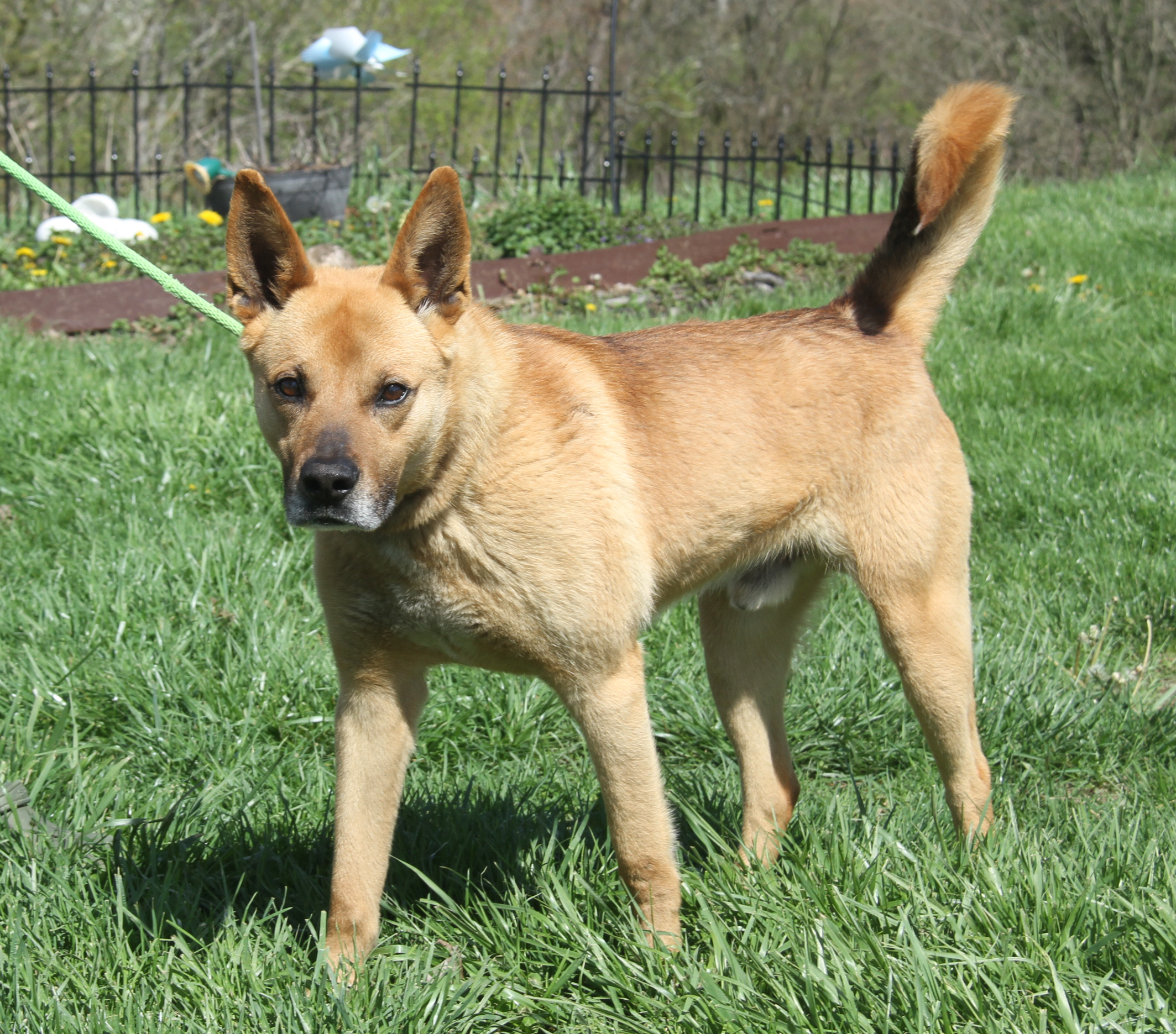 Enlarge Robert (Neutered), a Adoptable mixed breed in Marietta, OH image 6/6