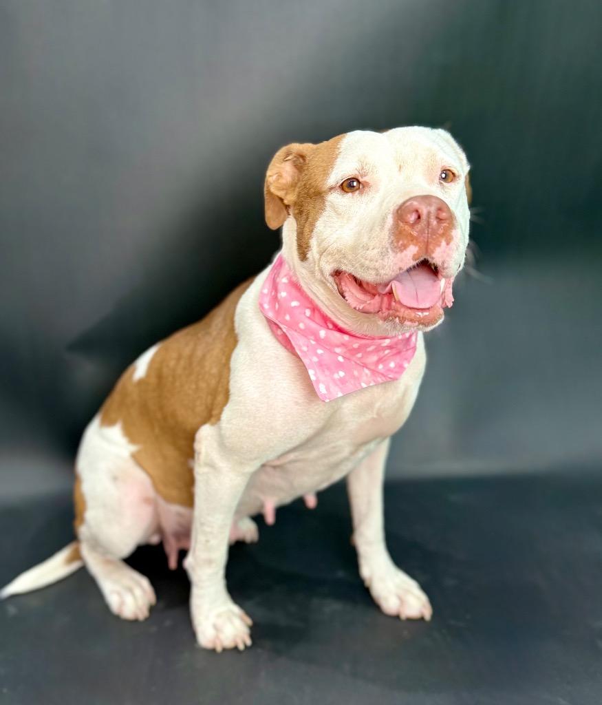 Nani Pelekai, a Adoptable mixed breed in Alvin, TX image 3/6