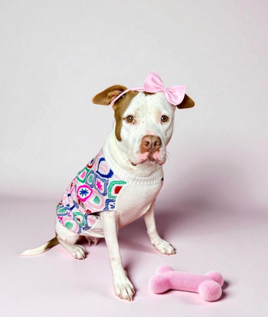 Nani Pelekai, a Adoptable mixed breed in Alvin, TX image 4/6