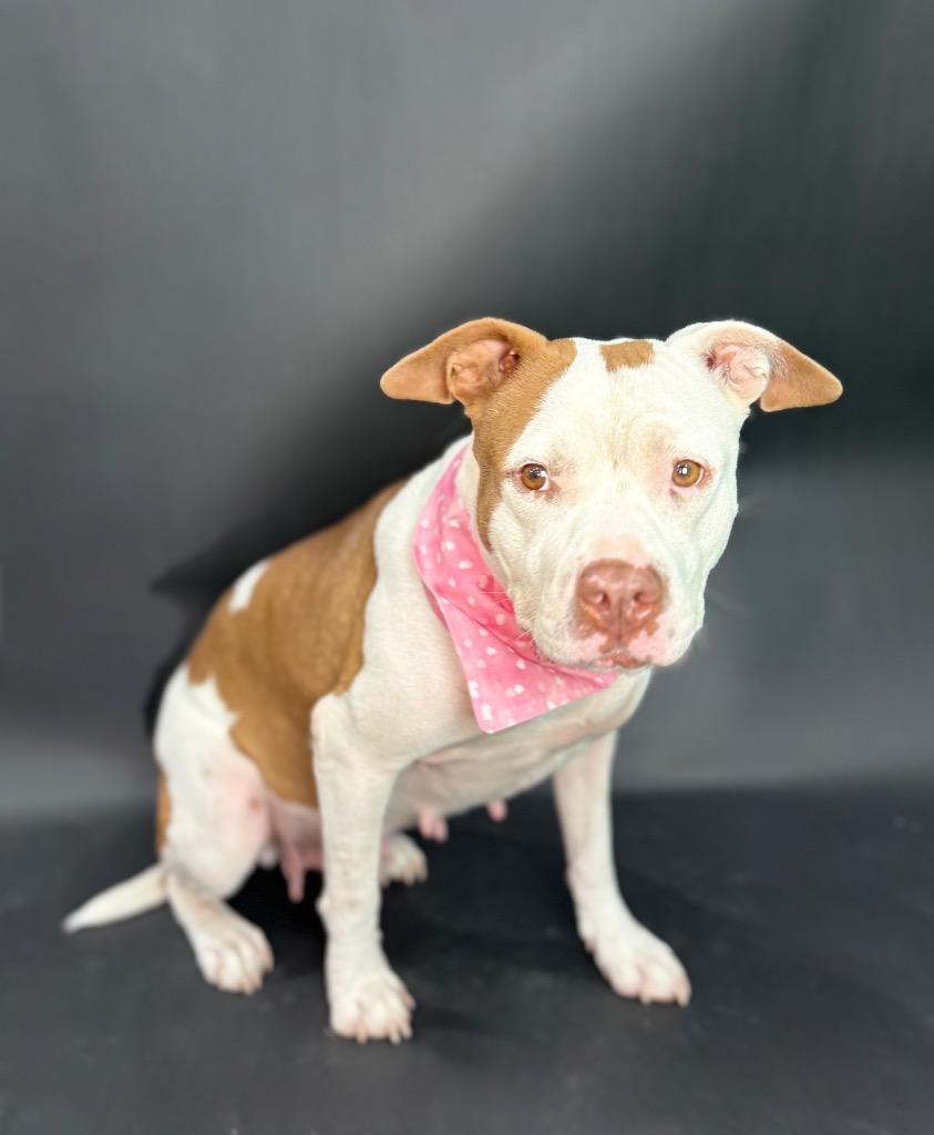 Nani Pelekai, a Adoptable mixed breed in Alvin, TX image 6/6