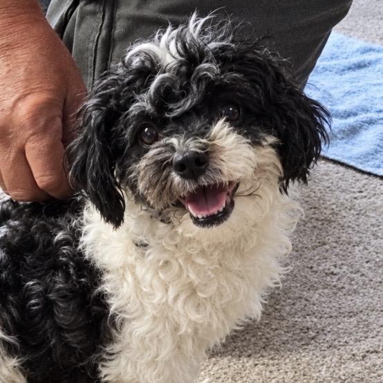Jace, Adoptable, Adult Male Shih Tzu & Miniature Poodle.