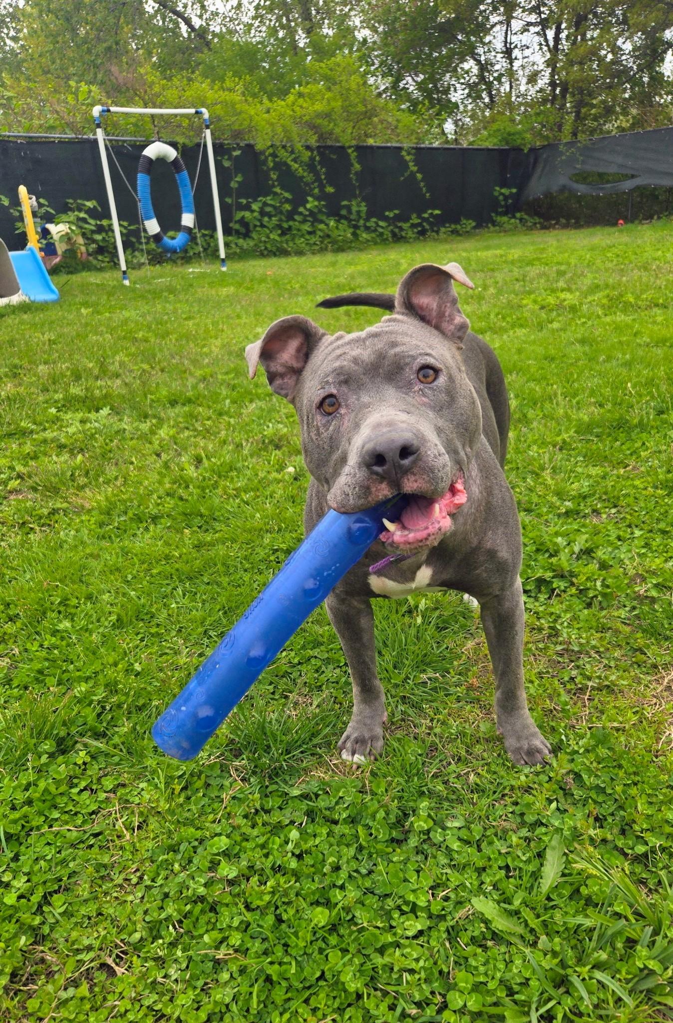 Enlarge Luna Rae, a ADOPTABLE mixed breed in Cranston, RI image 1/2