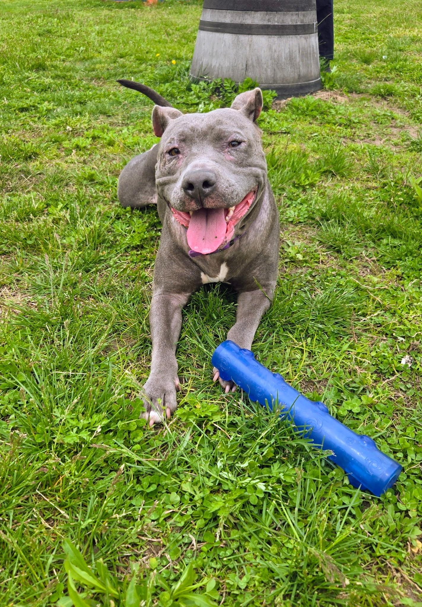 Enlarge Luna Rae, a ADOPTABLE mixed breed in Cranston, RI image 2/2