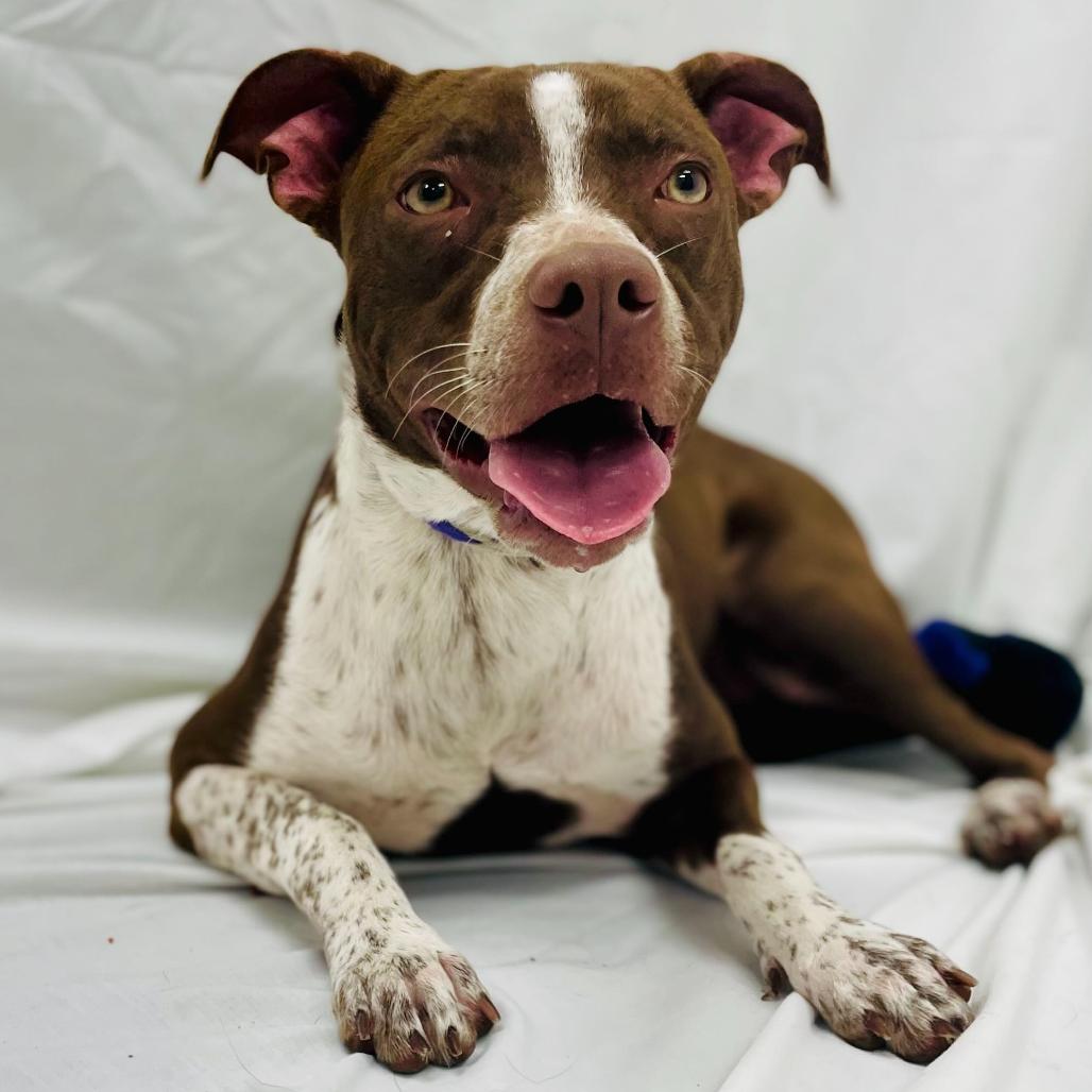 Cocoa, Adoptable, Young Female Cattle Dog & Terrier.