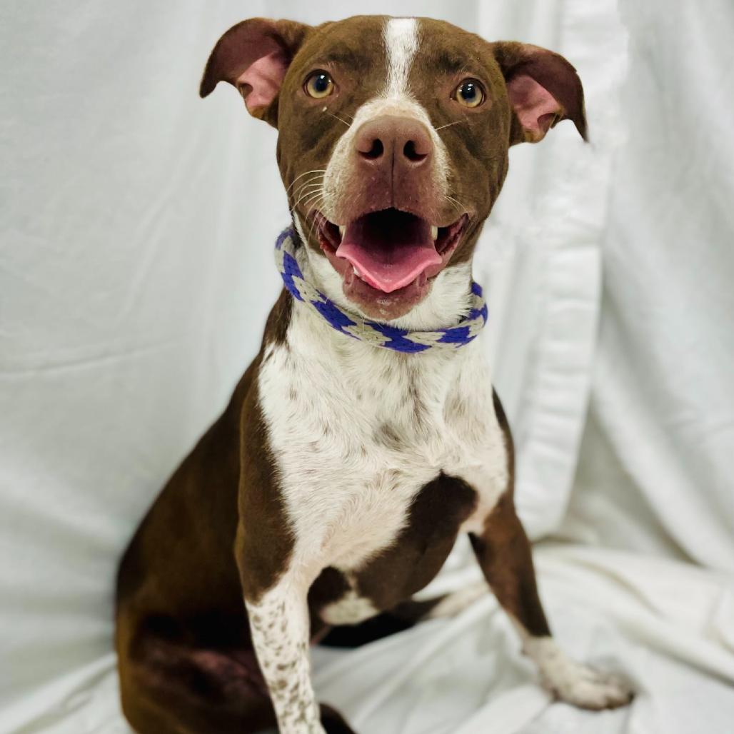 Enlarge Cocoa, a Adoptable mixed breed in Lebanon, MO image 3/4