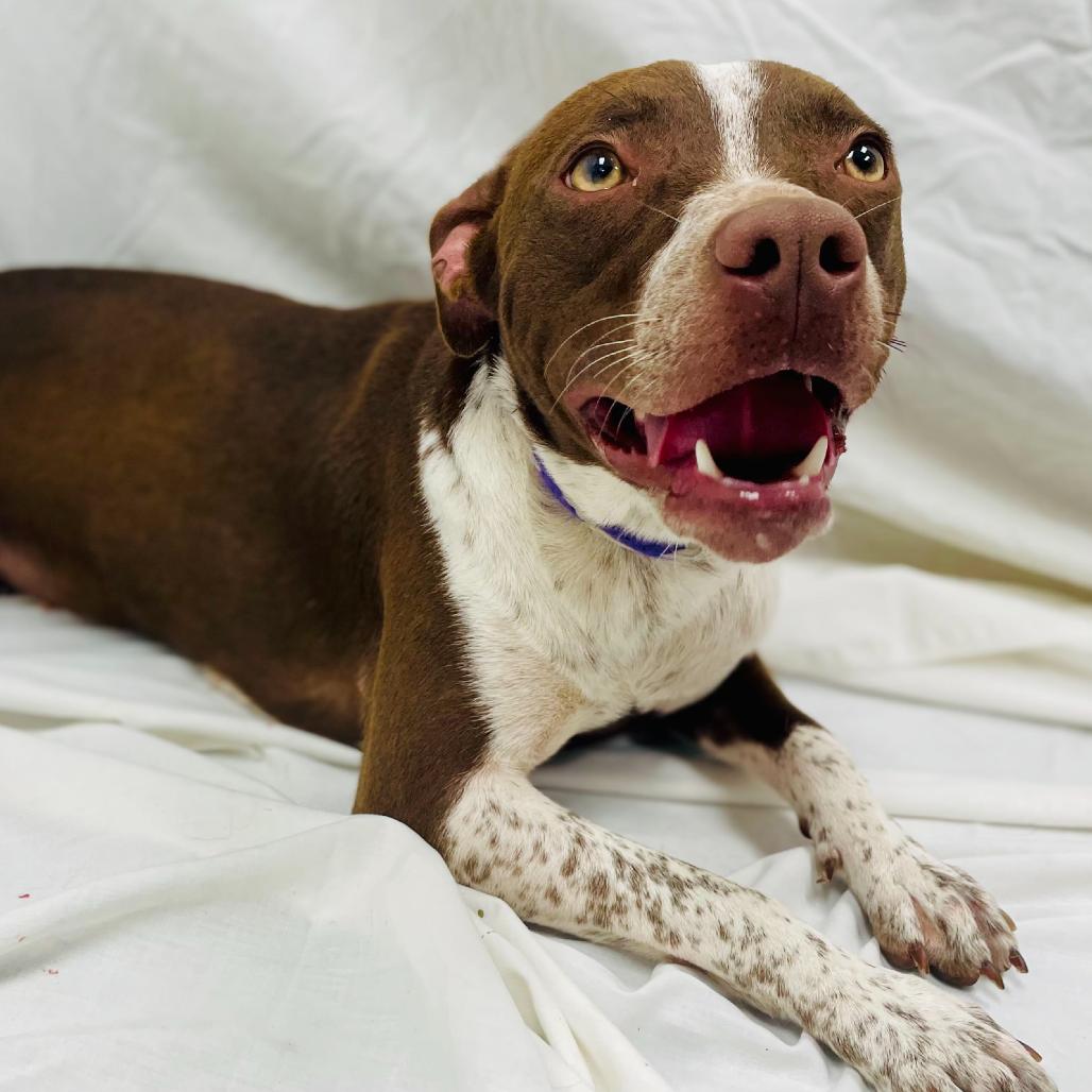 Enlarge Cocoa, a Adoptable mixed breed in Lebanon, MO image 4/4