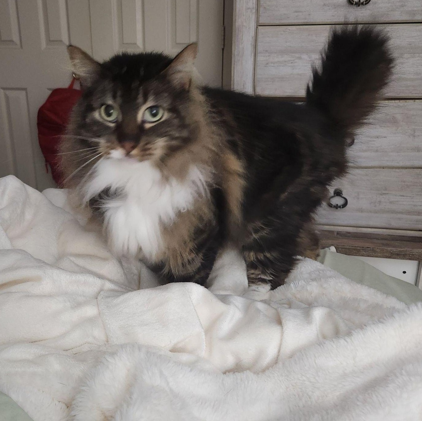 Enlarge Moe, a ADOPTABLE Domestic Long Hair in Jacksonville, AR image 1/2