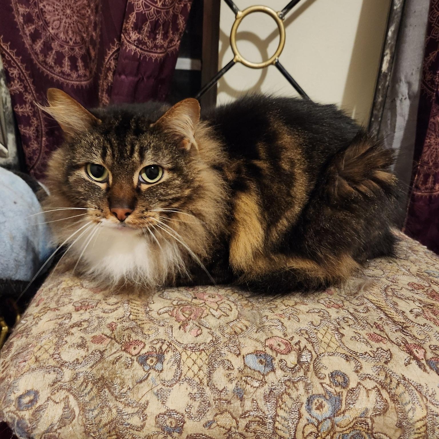 Enlarge Moe, a ADOPTABLE Domestic Long Hair in Jacksonville, AR image 2/2