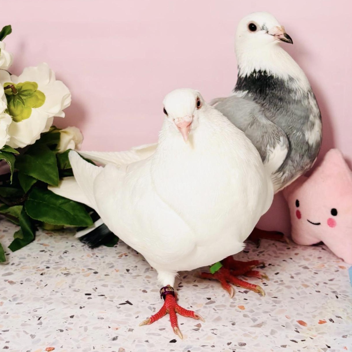 Bernadette & Bobalki (married couple), an adopted Pigeon in Chicago, IL image 4/4