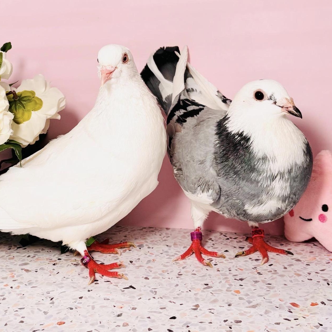 Bernadette & Bobalki (married couple), an adopted Pigeon in Chicago, IL image 3/4