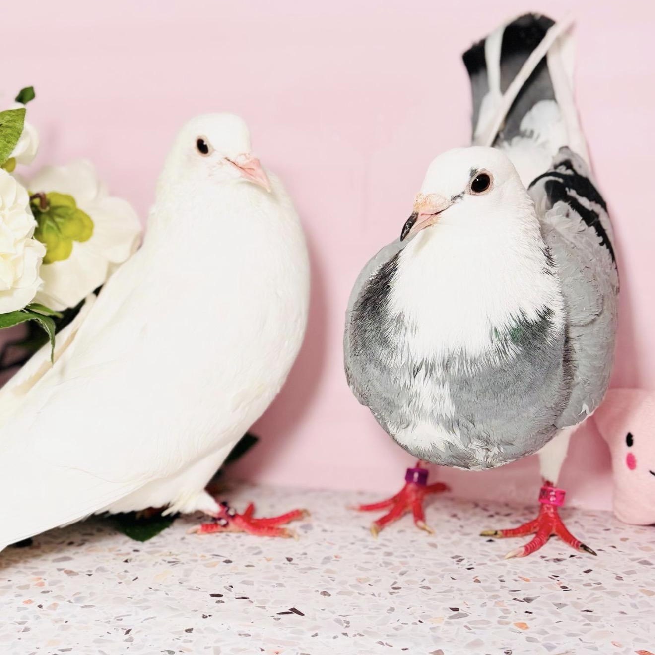 Bernadette & Bobalki (married couple), adopted, Adult Unknown Pigeon.