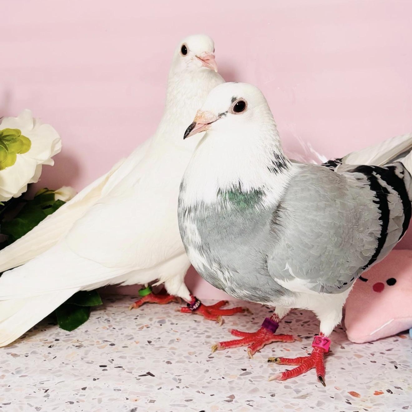 Bernadette & Bobalki (married couple), an adopted Pigeon in Chicago, IL image 2/4
