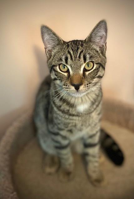 Meineke, a Adoptable Domestic Short Hair in Duxbury, MA image 1/3
