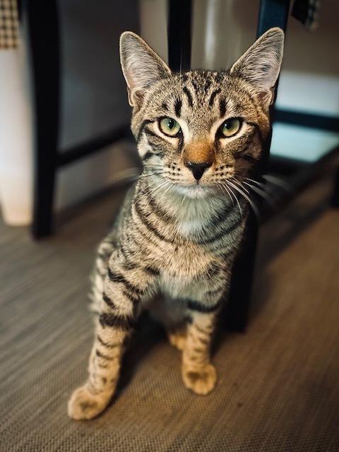 Meineke, a Adoptable Domestic Short Hair in Duxbury, MA image 2/3