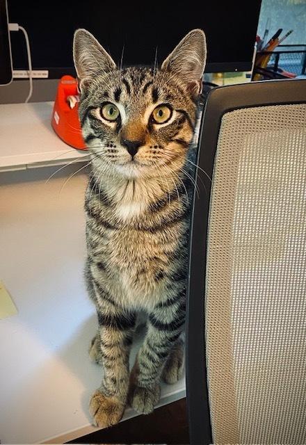 Meineke, a Adoptable Domestic Short Hair in Duxbury, MA image 3/3