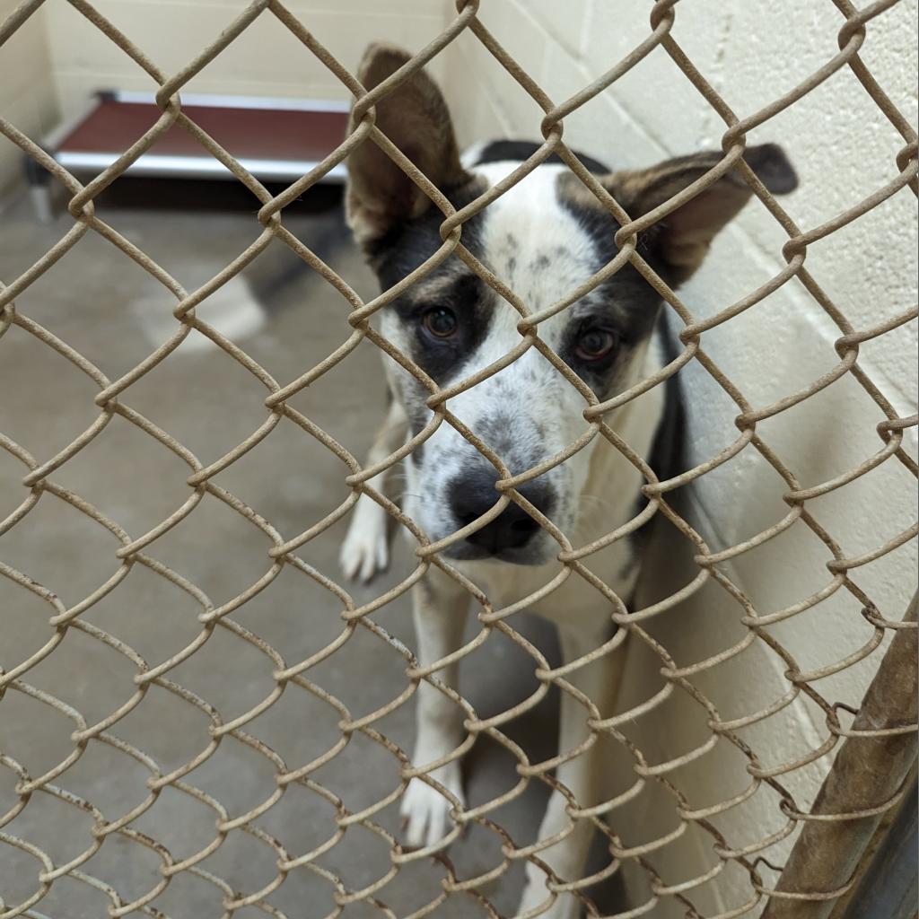 Burt, Adoptable, Adult Male Shepherd.