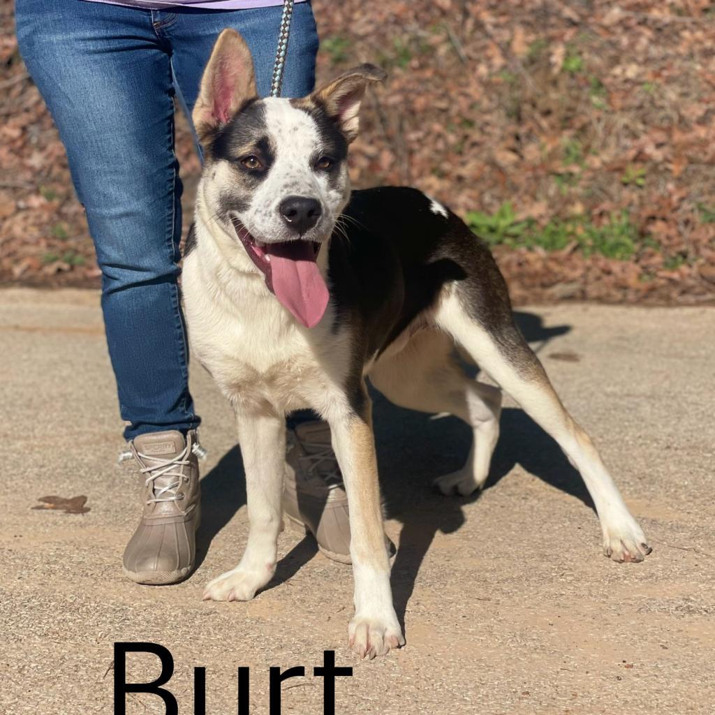 Enlarge Burt, a Adoptable mixed breed in Palestine, TX image 2/2