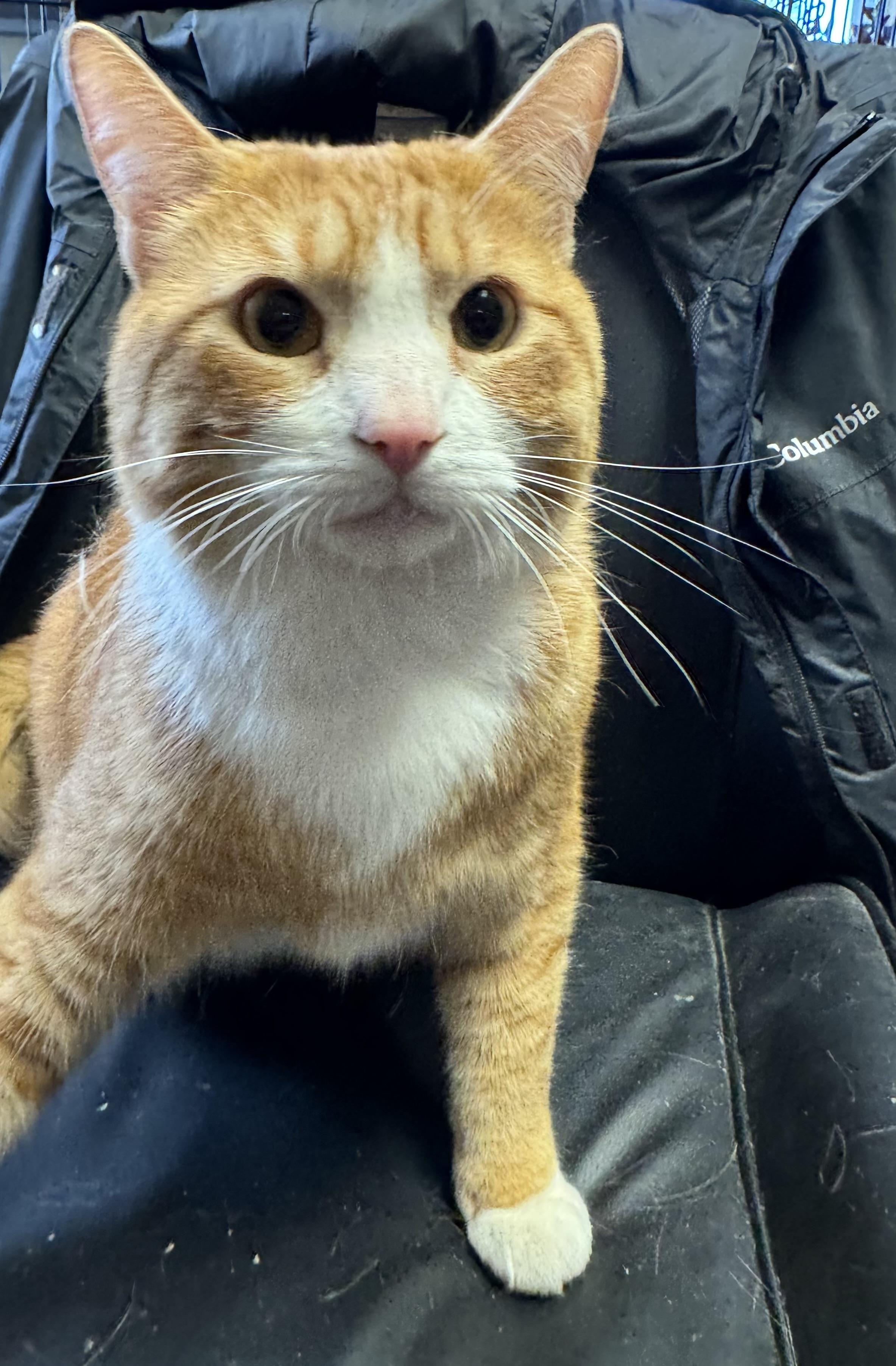 Enlarge Mango, a Adopted Domestic Short Hair in Willimantic, CT image 4/4