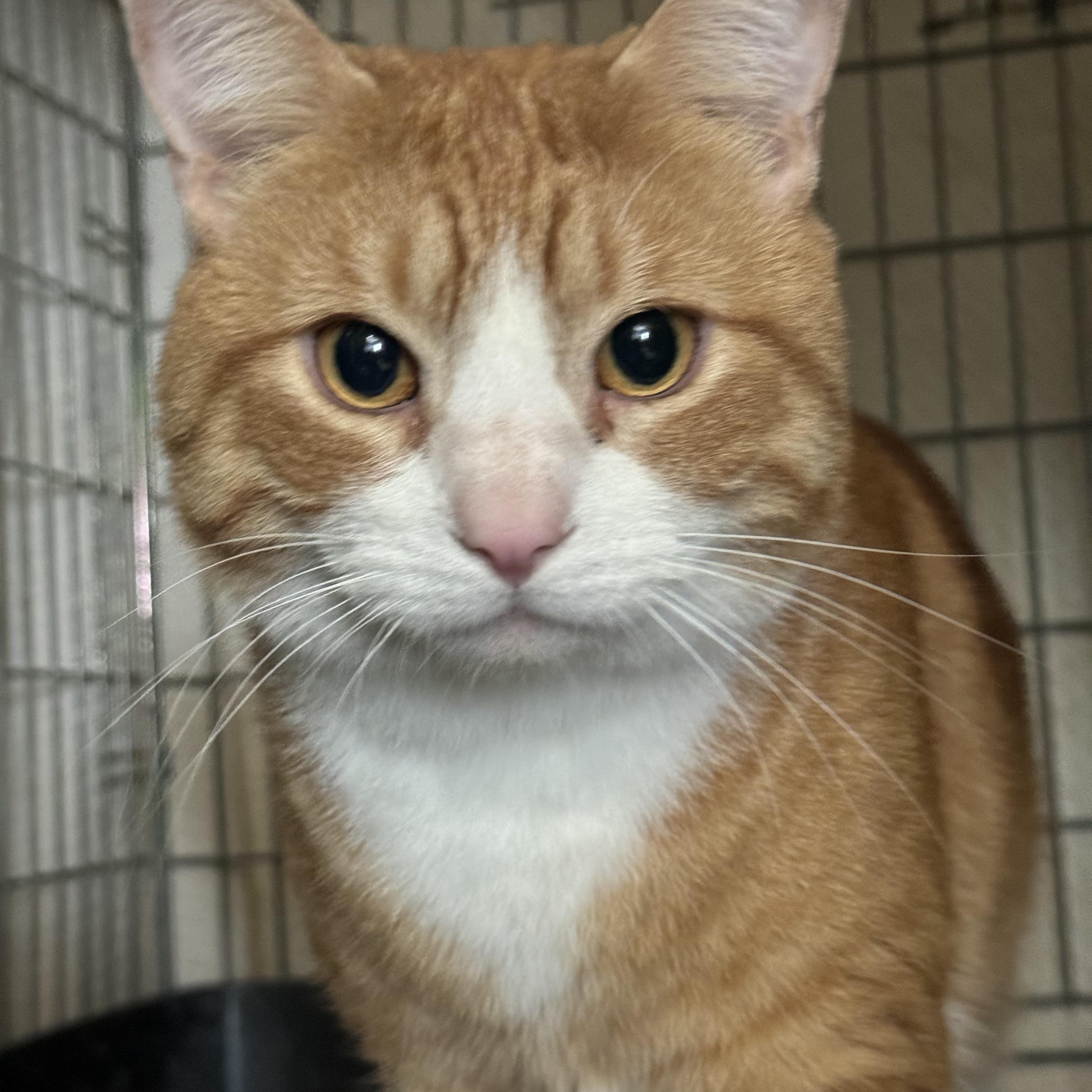 Enlarge Mango, a Adopted Domestic Short Hair in Willimantic, CT image 3/4