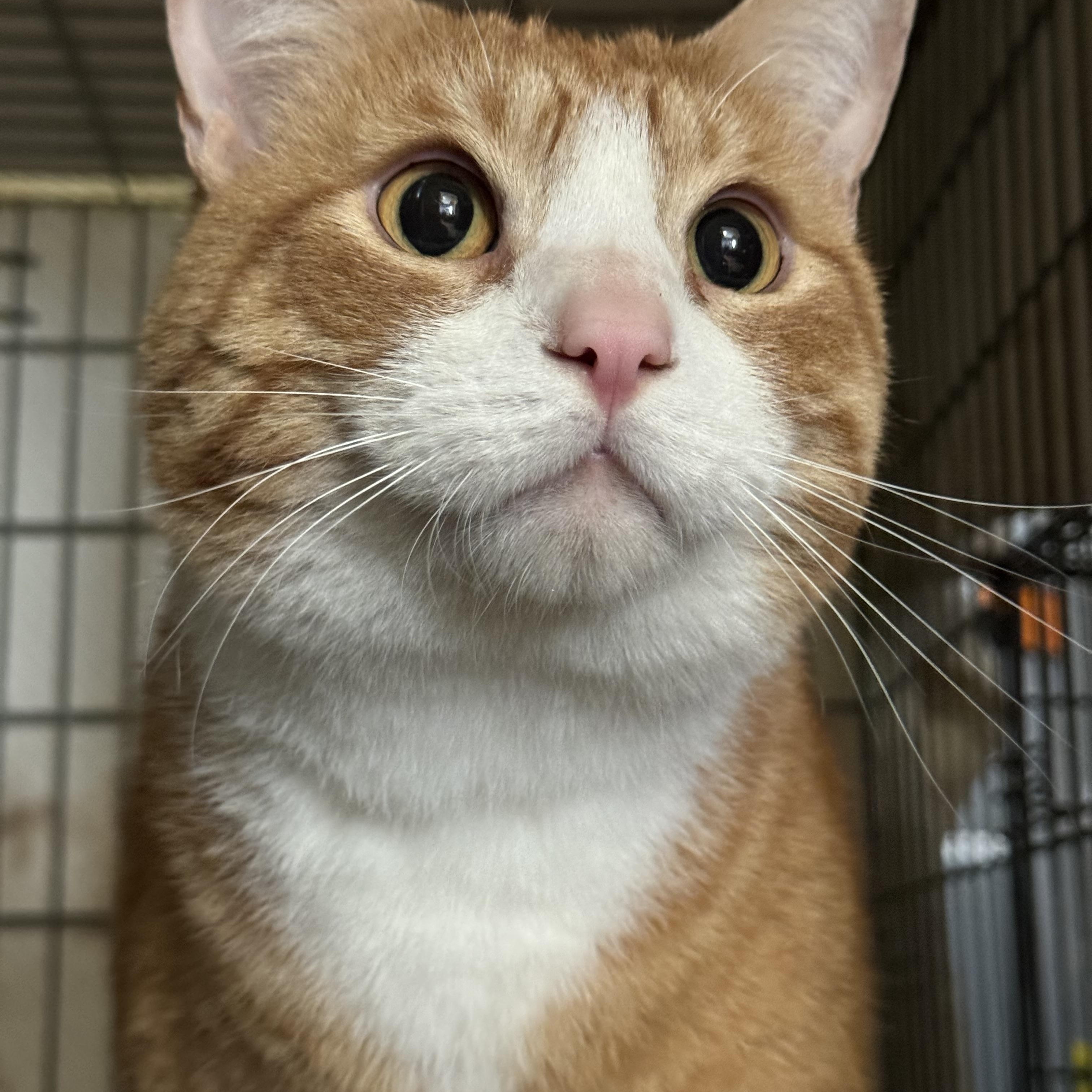 Enlarge Mango, a Adopted Domestic Short Hair in Willimantic, CT image 1/4