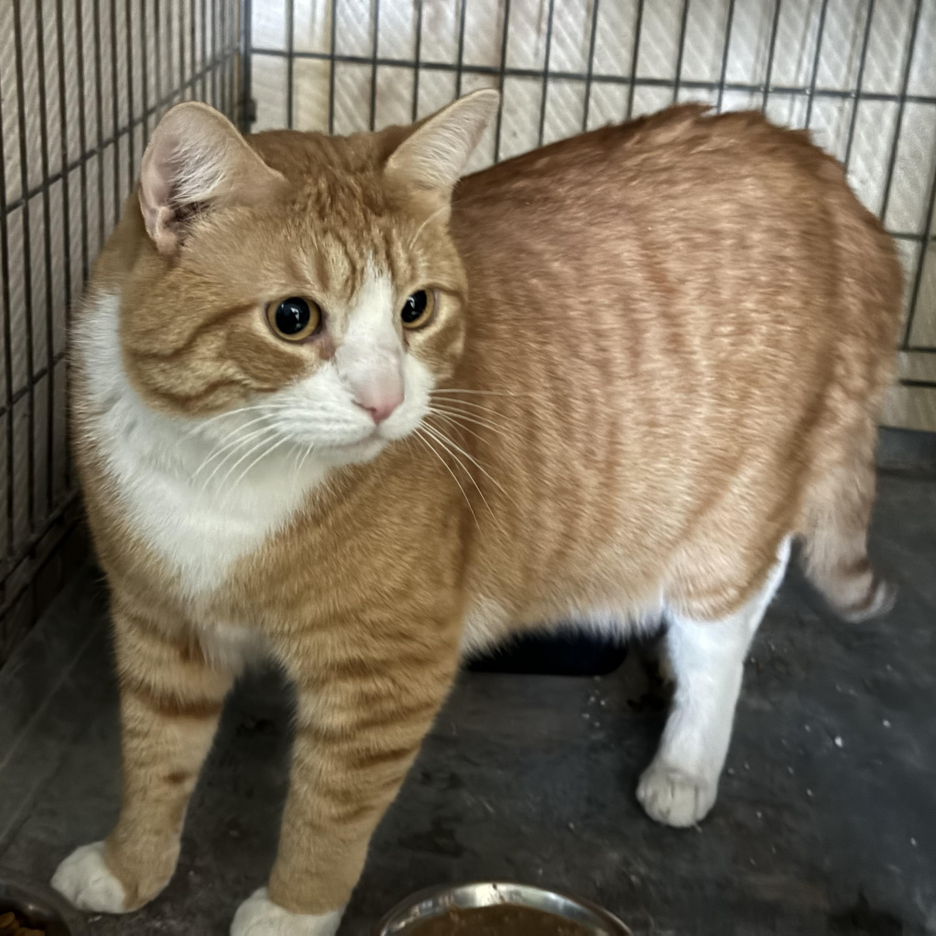 Enlarge Mango, a Adopted Domestic Short Hair in Willimantic, CT image 2/4
