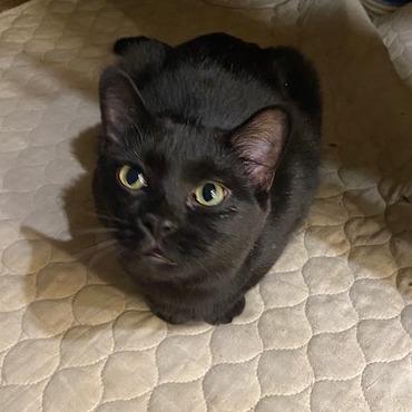 Enlarge Girl Boss, a Adoptable Domestic Short Hair in Pleasant Hill, MO image 1/1